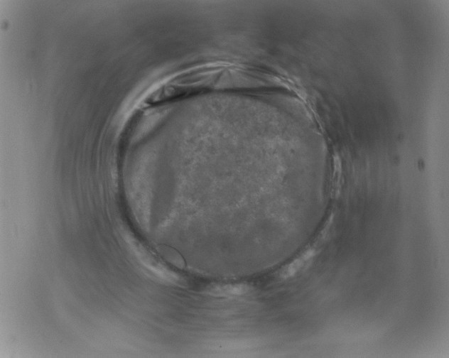 X0000072550247200608041655