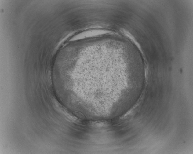 X0000072550249200608041655