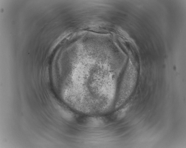 X0000072550250200608041655