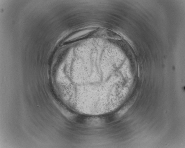 X0000072550253200608041655