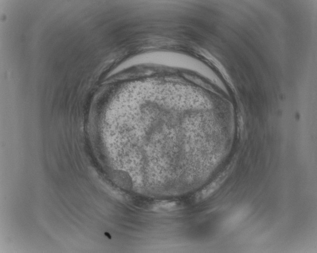 X0000072550257200608041655