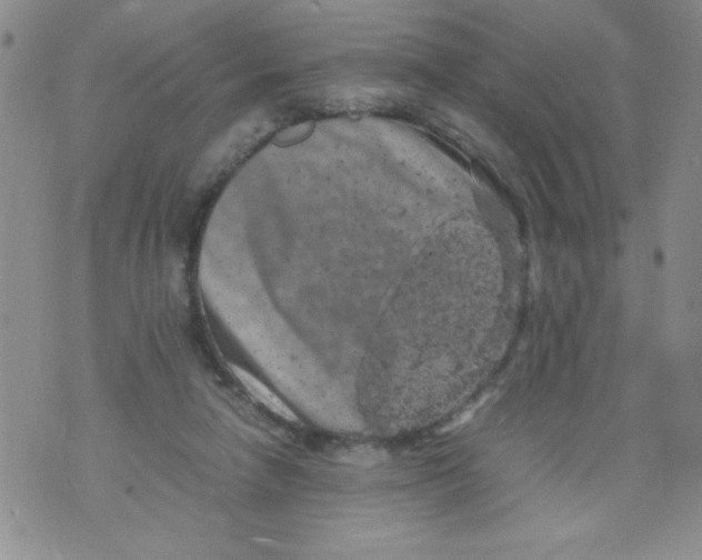 X0000072550258200608041655