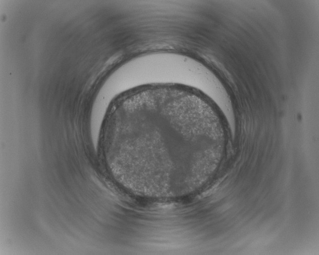 X0000072550260200608041655