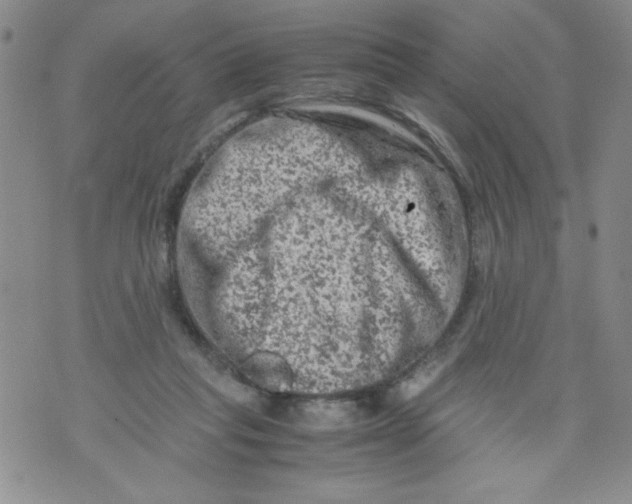 X0000072550261200608041655