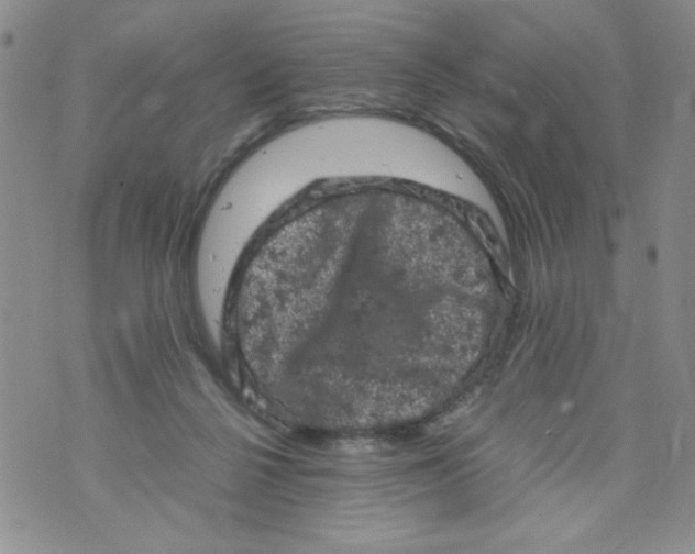 X0000072550264200608041655