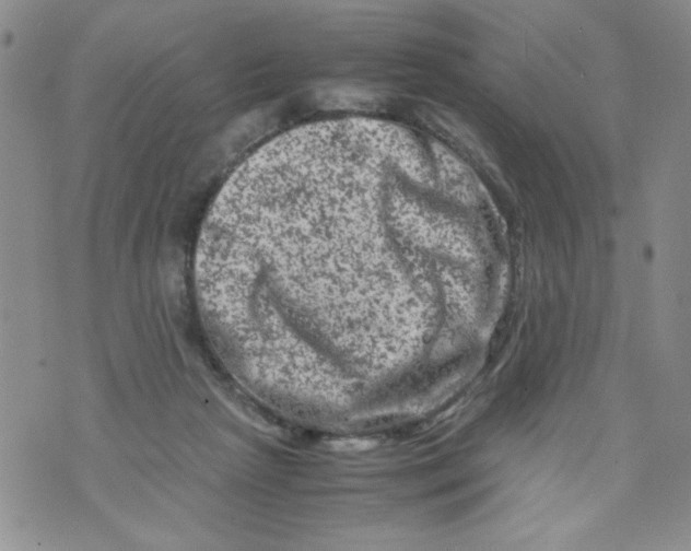 X0000072550265200608041655