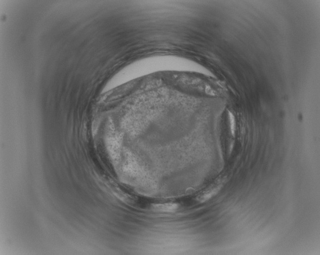 X0000072550266200608041655