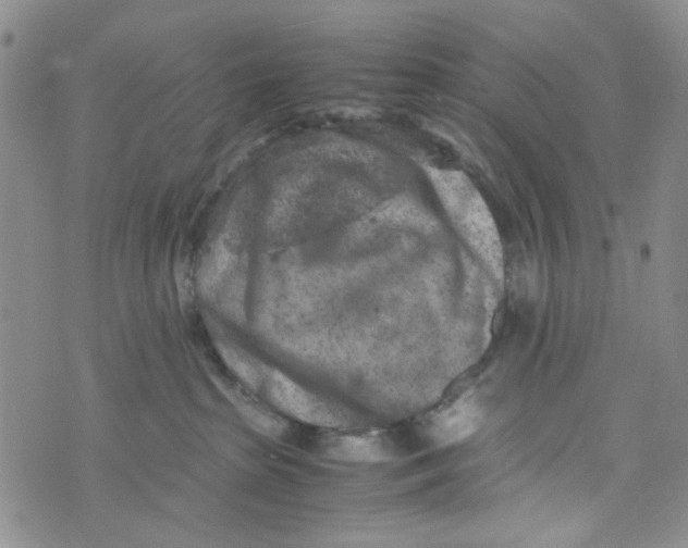 X0000072550285200608041655