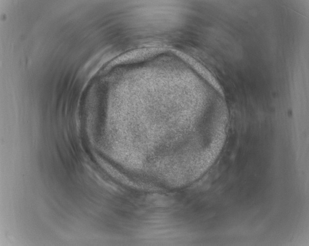 X0000072550290200608041655