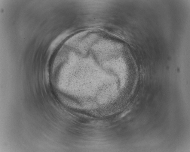 X0000072550294200608041655