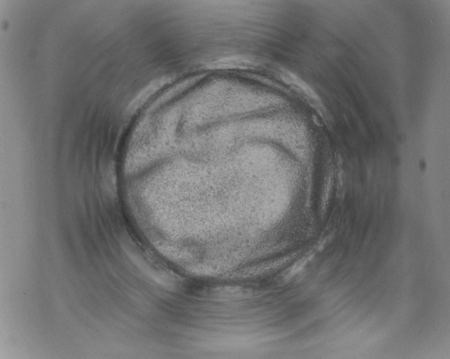 X0000072550298200608041655