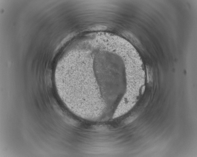 X0000072550300200608041655