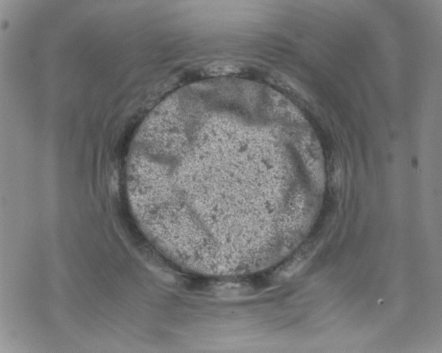 X0000072550315200608041654