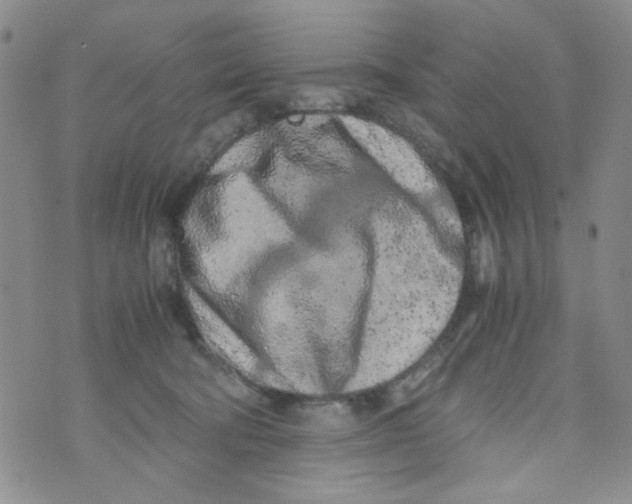 X0000072550322200608041654