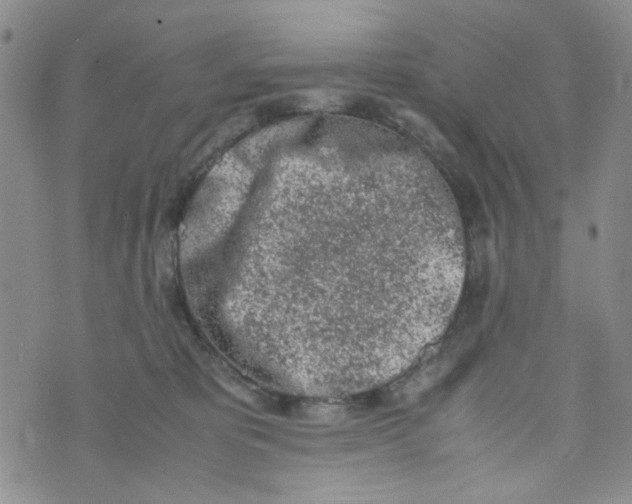 X0000072550325200608041654