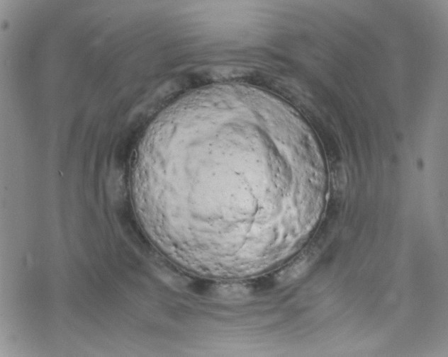 X0000072550327200608041654