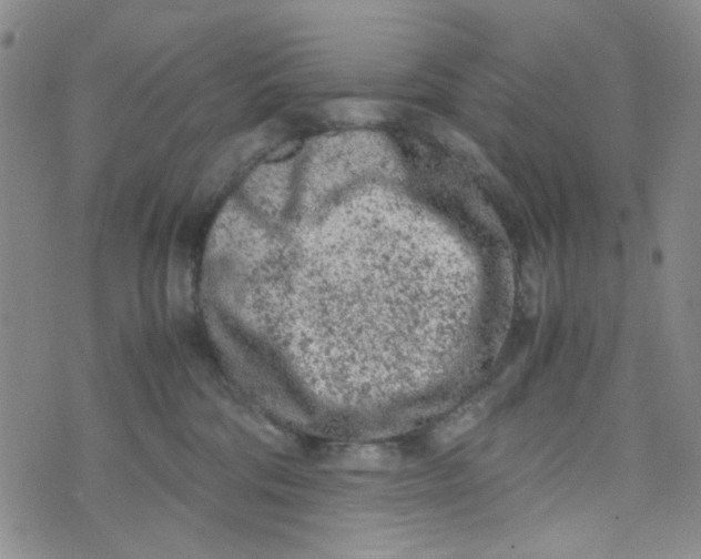 X0000072550330200608041654