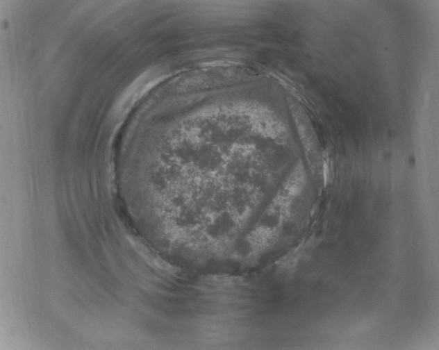 X0000072550339200608041653