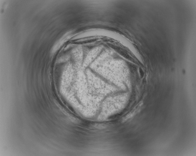 X0000072550341200608041653