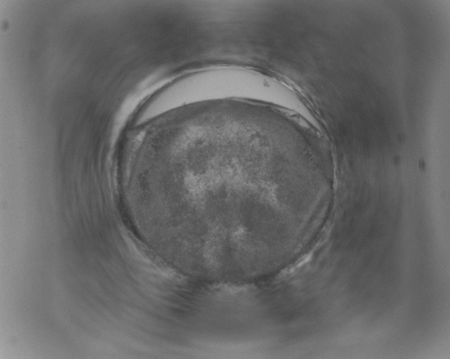 X0000072550343200608041653