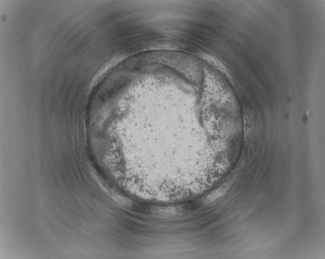 X0000072550349200608041653