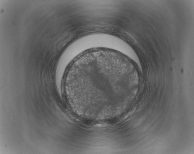 X0000072550364200608041654