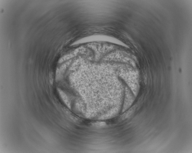 X0000072550374200608041654