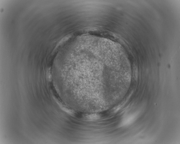 X0000072550383200608041654