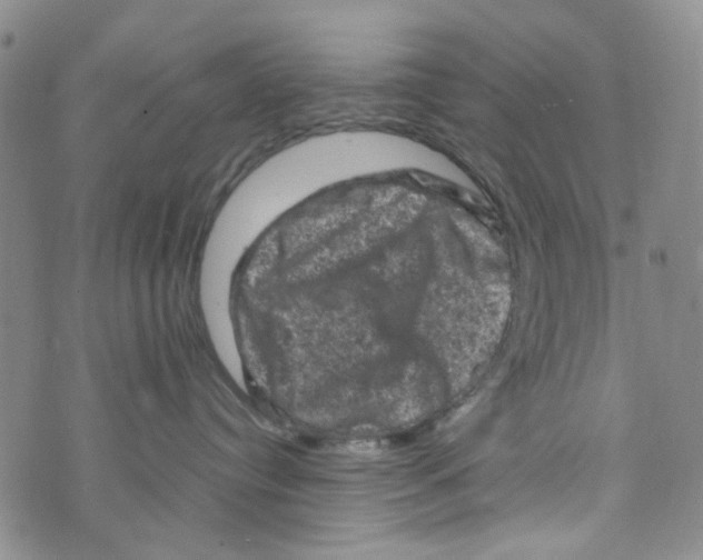 X0000072550384200608041654