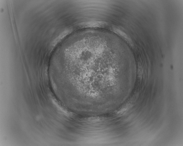 X0000072550394200608041653