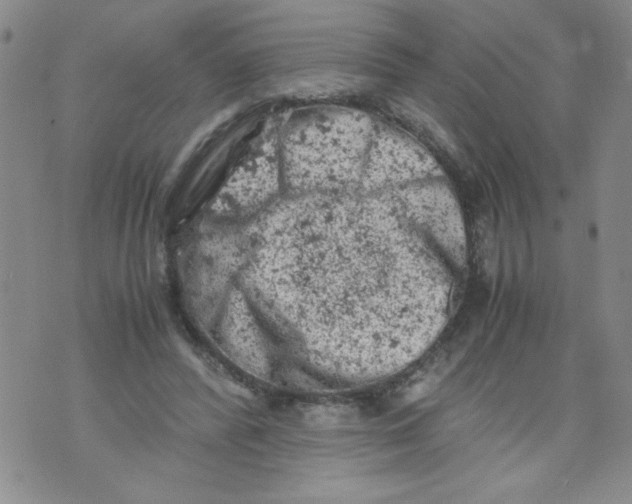 X0000072550400200608041653