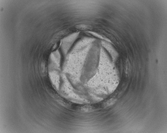 X0000072550420200608041653