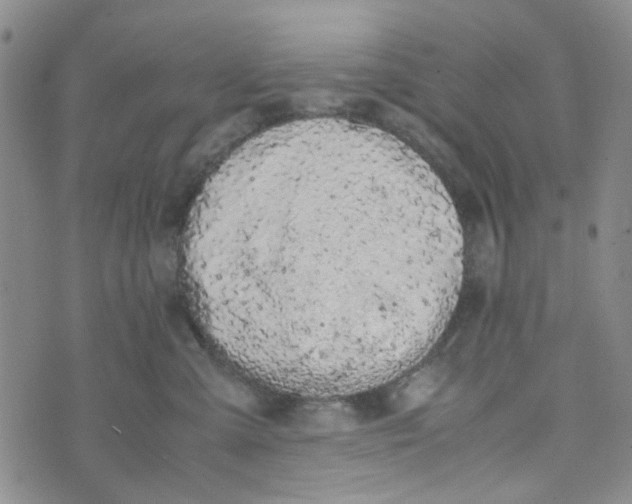 X0000072550427200608041652