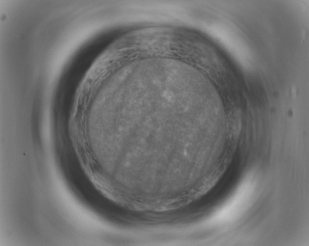 X0000072550431200608041652