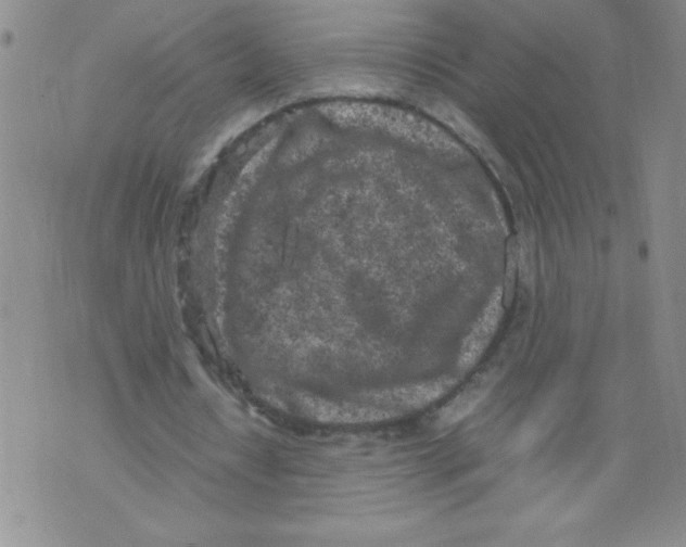 X0000072550434200608041652