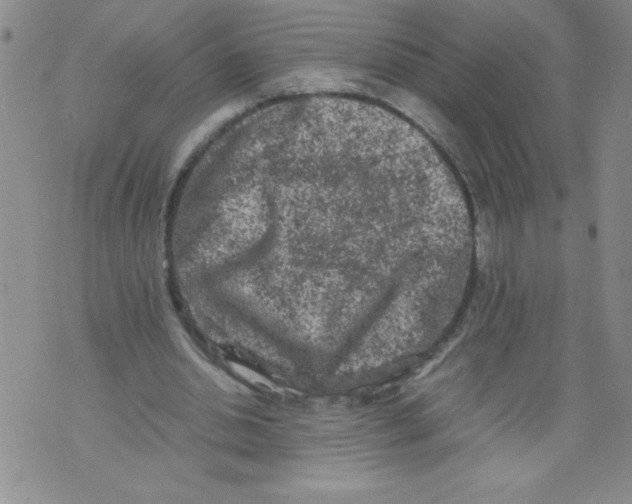 X0000072550438200608041652