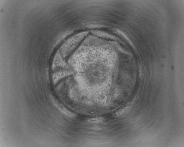 X0000072550447200608041652