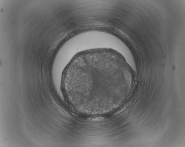 X0000072550452200608041652