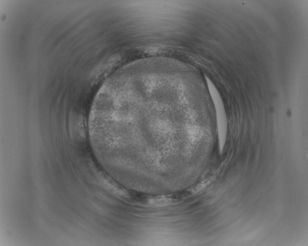 X0000072550470200608041652