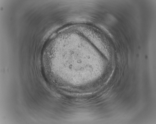 X0000072550487200608041652