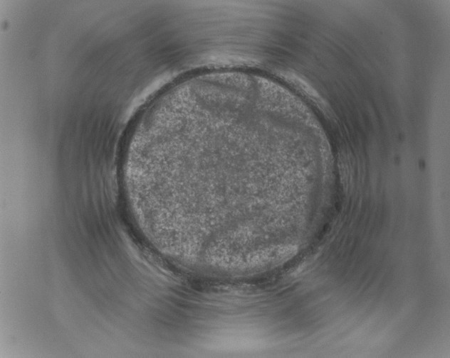 X0000072550488200608041652