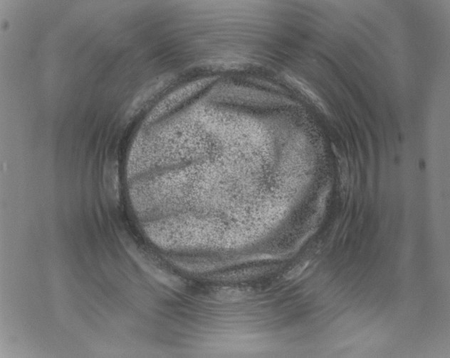 X0000072550494200608041651