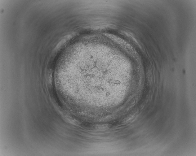 X0000072550495200608041651