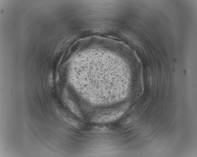 X0000072550502200608041651