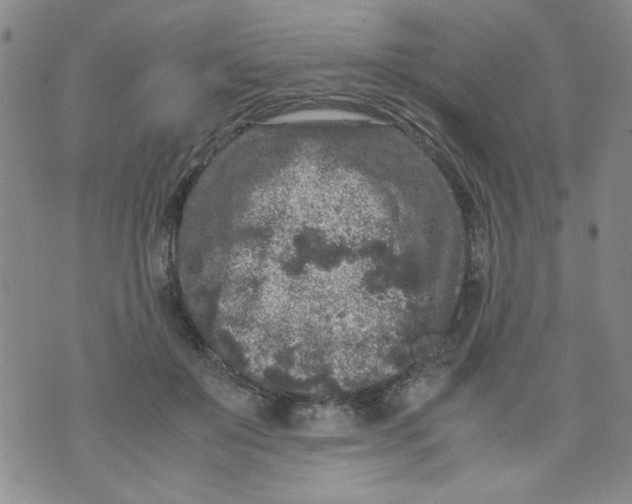 X0000072550503200608041651