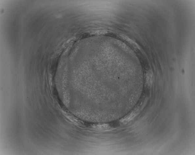 X0000072550517200608041651