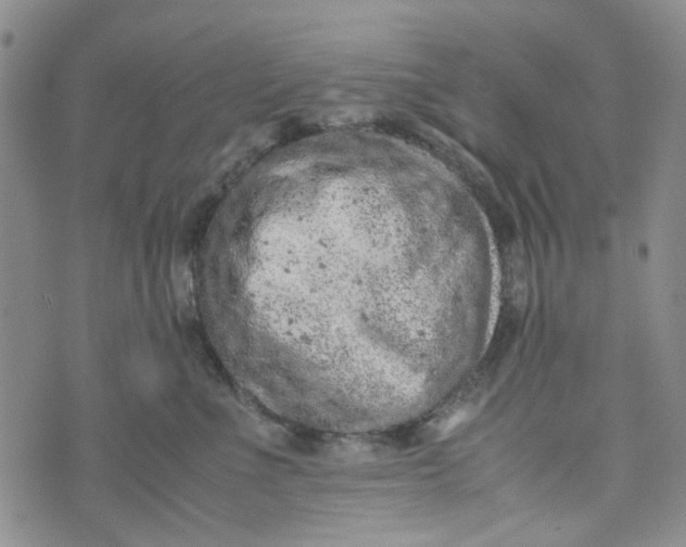 X0000072550523200608041651