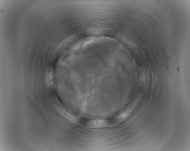 X0000072550526200608041651