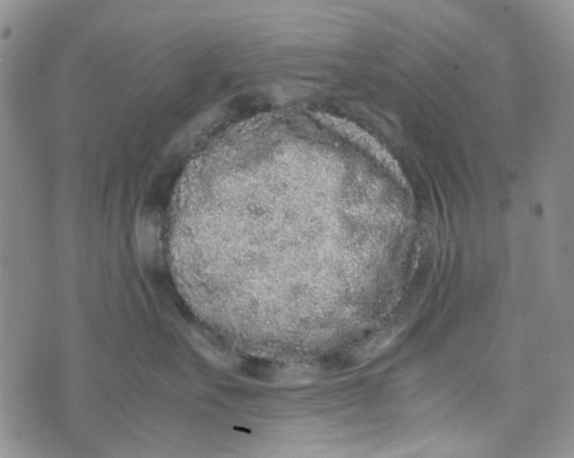 X0000072550527200608041651