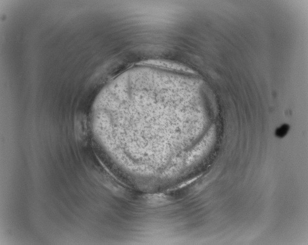 X0000072550528200608041651